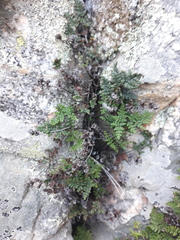 Oeosporangium