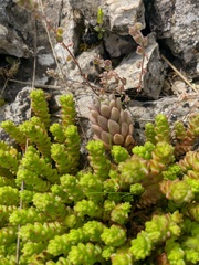 Sedum hispanicum