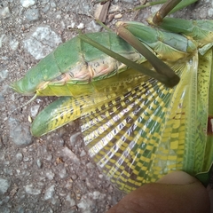 Stagmatoptera praecaria
