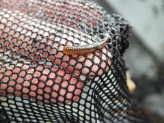 Eubranchipus neglectus