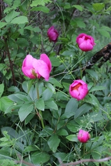 Paeonia broteri