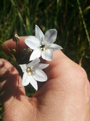 Triteleia peduncularis