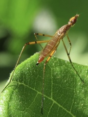 Micropeza stigmatica