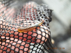 Eubranchipus neglectus