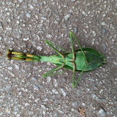 Stagmatoptera praecaria