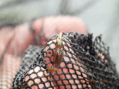 Eubranchipus neglectus