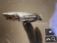 Pseudexentera costomaculana