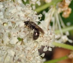 Dialictus
