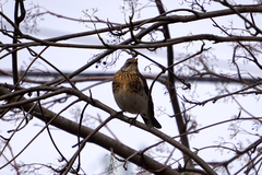 Turdus pilaris