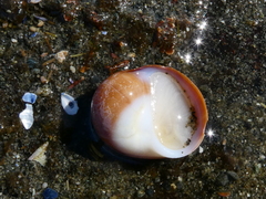 Cryptonatica aleutica