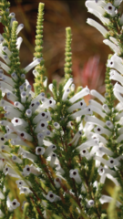 Erica perspicua