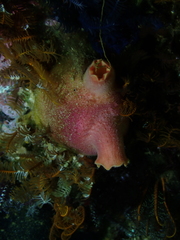 Ascidia incrassata