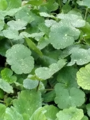 Hydrocotyle ranunculoides