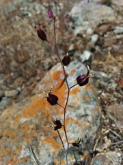 Streptanthus glandulosus niger
