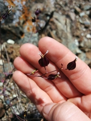 Streptanthus glandulosus niger