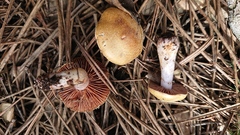 Cortinarius delibutus