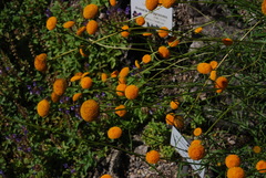 Leucanthemum discoideum