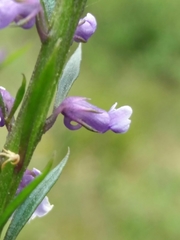 Anarrhinum bellidifolium