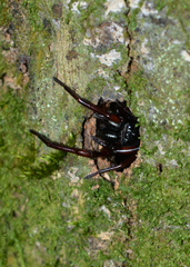 Corinninae