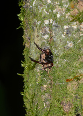 Corinninae
