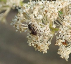 Dialictus