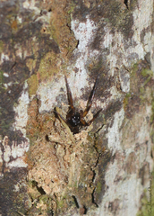 Corinninae