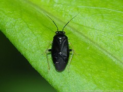 Slaterocoris