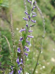 Anarrhinum bellidifolium