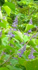 Magnoliopsida