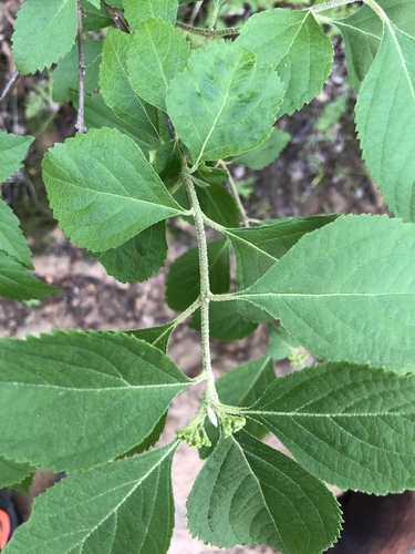Callicarpa americana