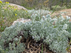 Artemisia alpina