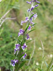 Anarrhinum bellidifolium