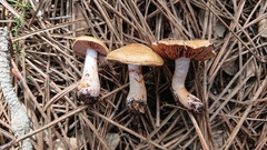 Cortinarius delibutus