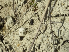 Modicogryllus frontalis