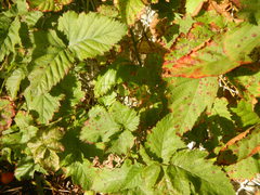Rubus rigidus