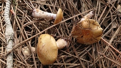 Cortinarius delibutus