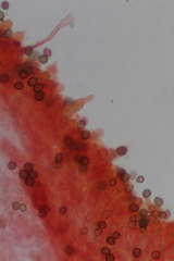 Cortinarius delibutus