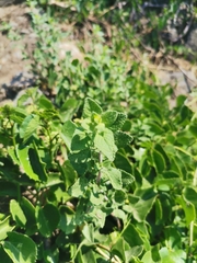 Brickellia veronicifolia