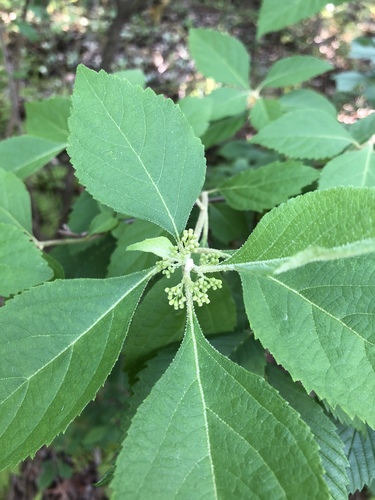 Callicarpa americana