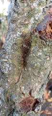 Pseudomyrmex gracilis