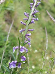 Anarrhinum bellidifolium