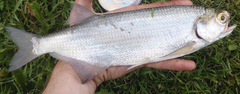 Hiodon alosoides