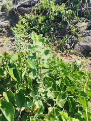 Brickellia veronicifolia