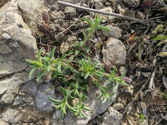 Convolvulus calvertii