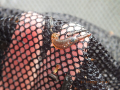 Eubranchipus neglectus