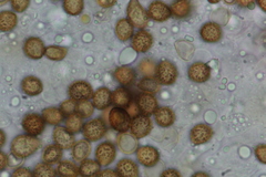 Cortinarius delibutus