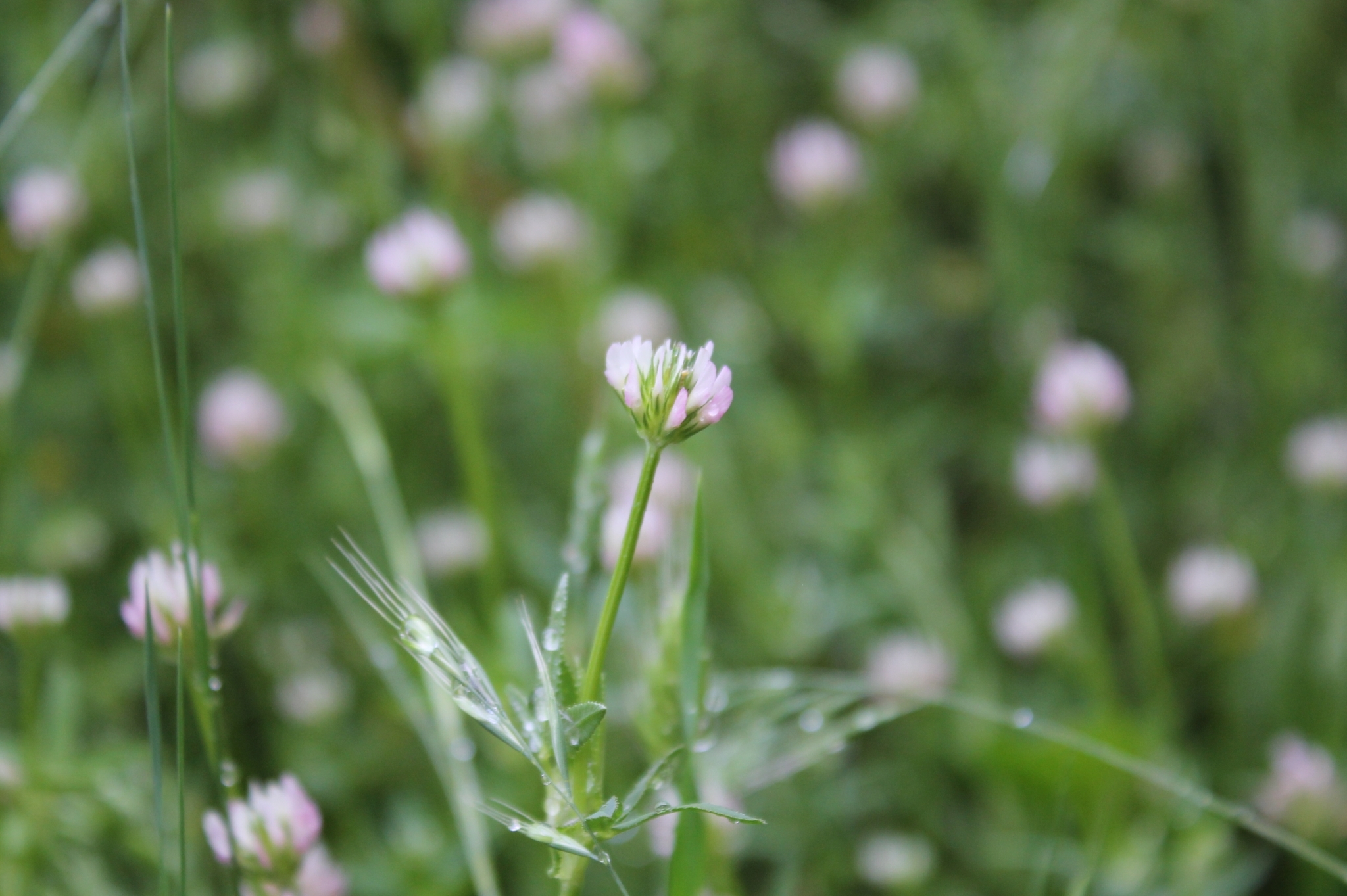 Trifolium strictum