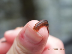 Eubranchipus neglectus