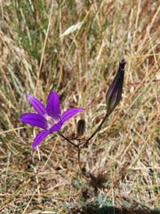 Brodiaea elegans elegans