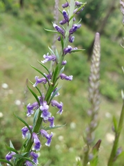 Anarrhinum bellidifolium